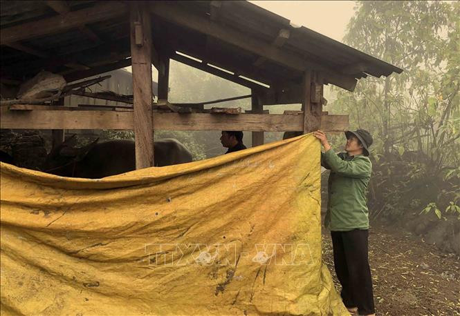 Lai Châu bảo vệ đàn gia súc giảm thiệt hại do rét đậm, rét hại