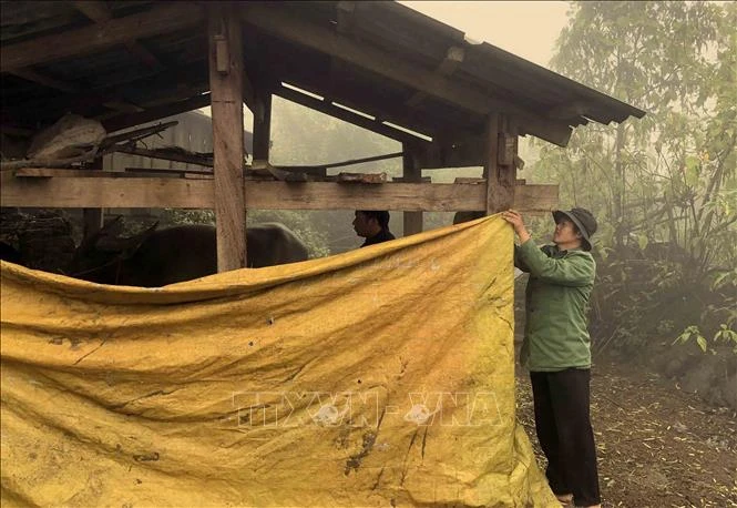 Lai Châu bảo vệ đàn gia súc giảm thiệt hại do rét đậm, rét hại