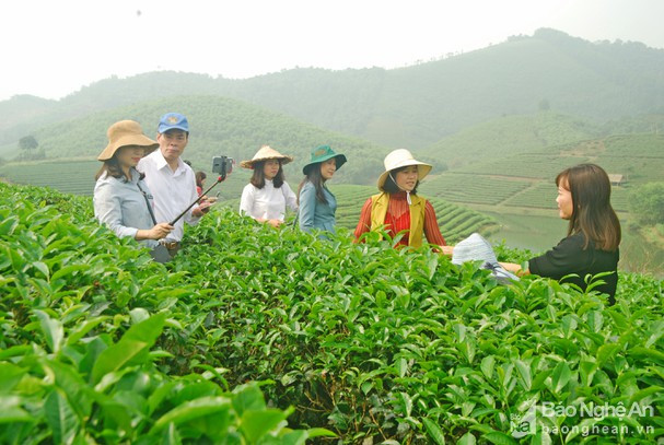Du khách tham quan đảo chè tại xã Thanh An (Thanh Chương). Ảnh: baonghean.vn