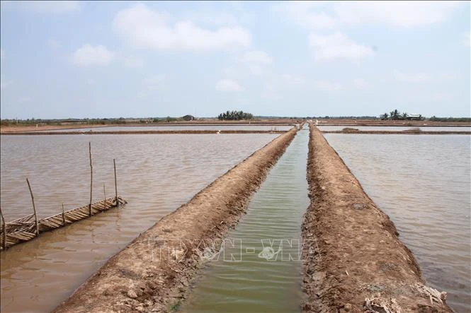Ao nuôi Artemia của nông dân ở huyện Hòa Bình (tỉnh Bạc Liêu). Ảnh: Chanh Đa-TTXVN