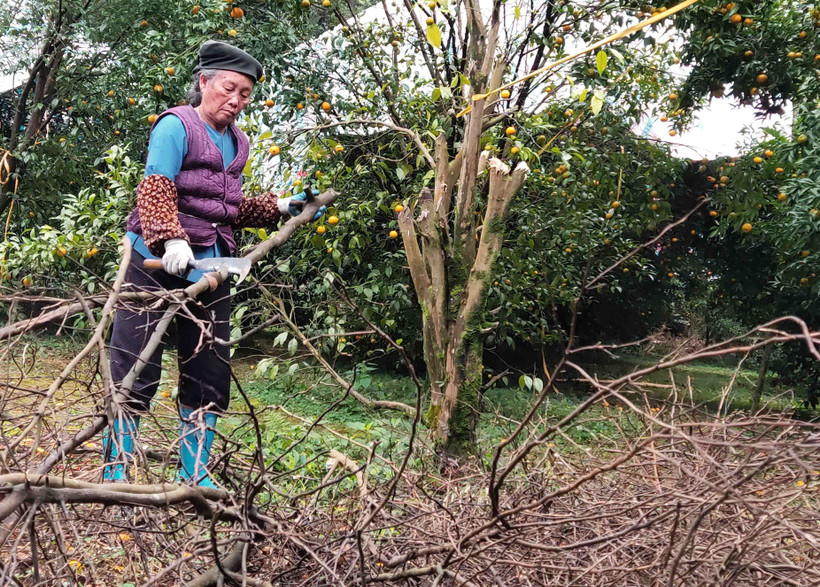 Vườn quýt – nguồn thu nhập chính của bà Bà Hoàng Thị Đông, xóm Bản Niếng, xã Quang Hán nay chỉ còn là đống củi khô. Ảnh: Quốc Đạt - TTXVN 
