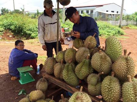 Một điểm thu mua sầu riêng tại huyện Krông Pắc. Ảnh: daklak24h.com.vn
