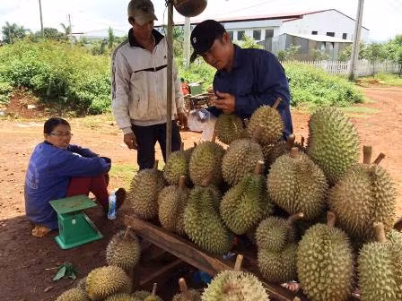 Một điểm thu mua sầu riêng tại huyện Krông Pắc. Ảnh: daklak24h.com.vn