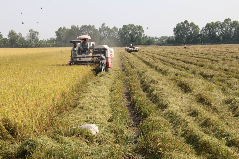 Tiền Giang được mùa lúa 