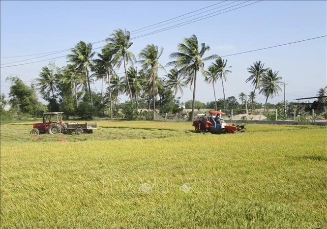 Áp dụng cơ giới hóa trong thu hoạch lúa tại vùng đồng bào Chăm ở xã An Hải, huyện Ninh Phước. Ảnh: Nguyễn Thành – TTXVN 