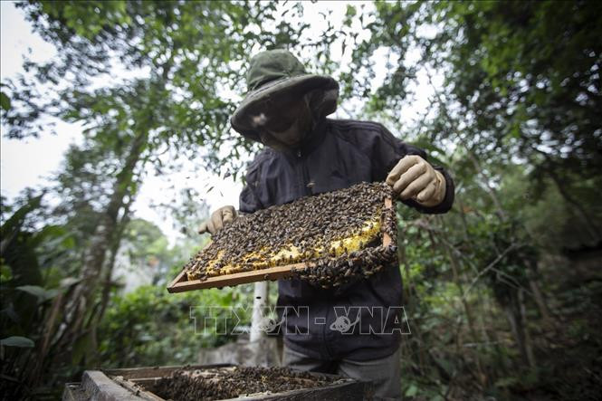 Ông Nguyễn Minh Phán kiểm tra một cầu ong chuẩn bị thu hoạch mật. Ảnh: Trọng Đạt-TTXVN