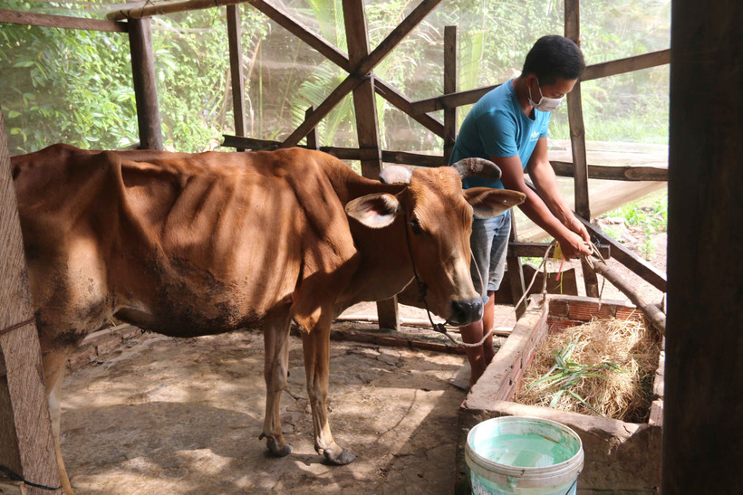 Gia đình anh Thạch Nhựt tại ấp Giồng Lức, xã Đa Lộc (Châu Thành, Trà Vinh) thoát nghèo nhờ được hỗ trợ 300m2 đất ở, vay vốn ưu đãi 50 triệu xây nhà và được hỗ trợ 1 con bò để tăng gia sản xuất. Ảnh: Thanh Hòa - TTXVN 
