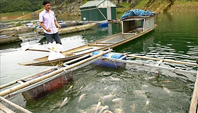 Khu vực nuôi cá lồng của hộ gia đình. Ảnh: Thanh Hải - TTXVN
