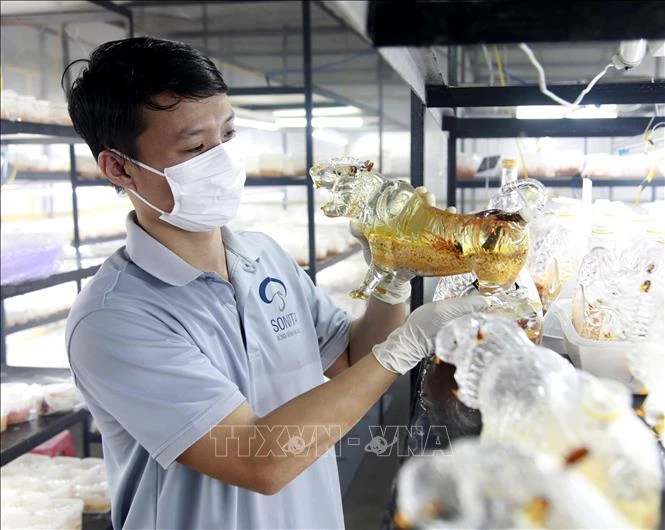 Anh Trương Quang Ninh đang kiểm tra chất lượng rượu đông trùng hạ thảo chứa trong bình có biểu tượng linh vật của năm trước khi tung ra thị trường Tết. Ảnh: Lê Ngọc Phước-TTXVN