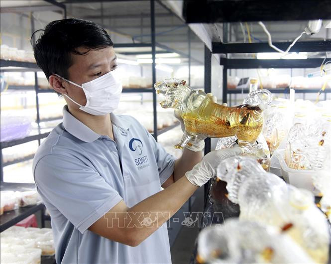 Anh Trương Quang Ninh đang kiểm tra chất lượng rượu đông trùng hạ thảo chứa trong bình có biểu tượng linh vật của năm trước khi tung ra thị trường Tết. Ảnh: Lê Ngọc Phước-TTXVN