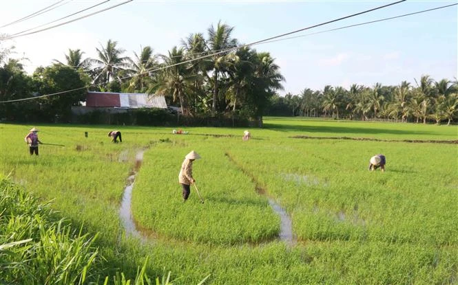 Nông dân huyện Tiểu Cần cấy dặm lúa Hè Thu. Ảnh: Thanh Hòa- TTXVN 