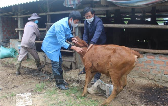 Ngành chức năng tỉnh Bình Định hỗ trợ người dân huyện Phù Mỹ tiêm vắc xin phòng chống dịch bệnh viêm da nổi cục trên đàn trâu bò. Ảnh: Tường Quân – TTXVN 