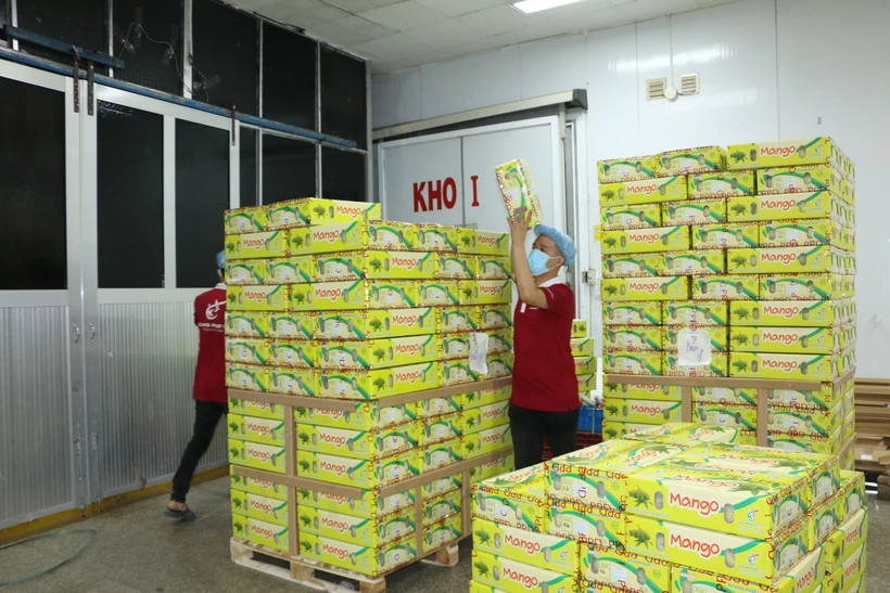 Công nhân đưa thanh long đóng gói vào phòng lạnh. Ảnh: Thanh Bình-TTXVN 