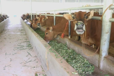 Xây dựng sinh kế bền vững từ nghề nuôi trâu bò vỗ béo