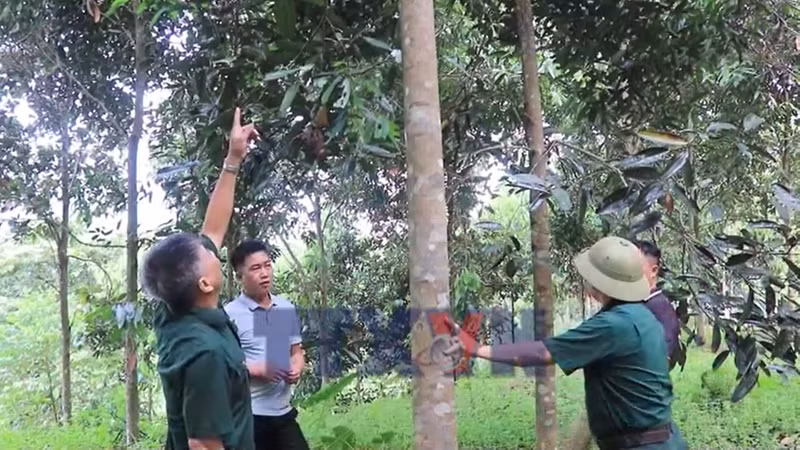 Những thương binh vượt khó làm kinh tế giỏi ở vùng cao Hưng Khánh