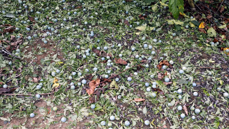 Mưa đá kèm dông lốc gây thiệt hại tại xã Pu Nhi, Điện Biên