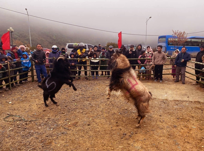 Chọi dê - sản phẩm du lịch mới được ra mắt tại Lũng Cú (Tuyên Quang). Ảnh: TTXVN phát