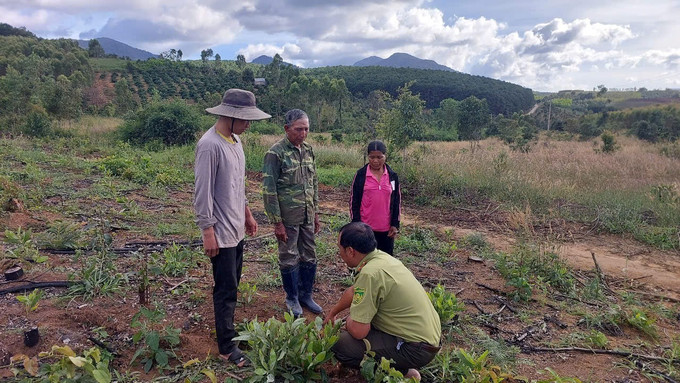 Kiểm lâm trên địa bàn xã Hra, tỉnh Gia Lai hướng dẫn người dân chăm sóc cây keo lai. trong-rung-30102025-01.jpg