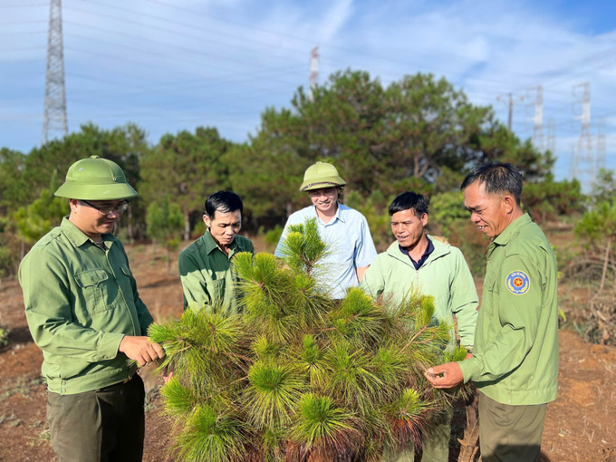 Lực lượng kiểm lâm cùng chính quyền địa phương tỉnh Gia Lai kiểm tra sinh trưởng của cây. Ảnh: Hồng Điệp - TTXVN Lực lượng kiểm lâm cùng chính quyền địa phương tỉnh Gia Lai kiểm tra sinh trưởng của cây. Ảnh: Hồng Điệp - TTXVN