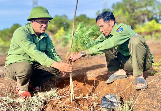 Lực lượng kiểm lâm tỉnh Gia Lai hướng dẫn người dân trồng cây phân tán, góp phần nâng cao tỷ lệ che phủ rừng trên địa bàn. Ảnh: Hồng Điệp - TTXVN Lực lượng kiểm lâm tỉnh Gia Lai hướng dẫn người dân trồng cây phân tán, góp phần nâng cao tỷ lệ che phủ rừng trên địa bàn. Ảnh: Hồng Điệp - TTXVN