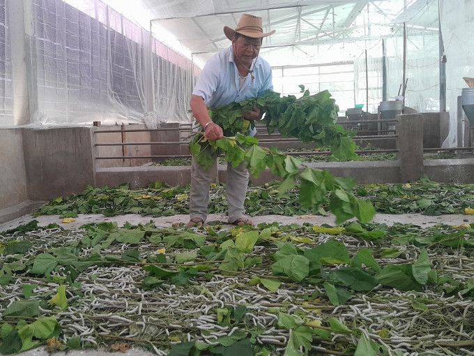 Hộ ông Nông Văn Bình ở xã Tân Tiến thực hiện mô hình đa canh từ trồng cao su, trồng dâu nuôi tằm, nuôi dê, trồng tiêu mang lại nguồn thu hàng trăm triệu đồng. da-canh-21082025-01.jpg