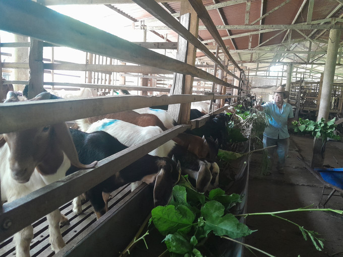 Hộ ông Nông Văn Bình nuôi dê vỗ béo trong mô hình đa canh với nuôi dê, trồng tiêu, cao su mang lại nguồn thu hàng trăm triệu đồng. Hộ ông Nông Văn Bình nuôi dê vỗ béo trong mô hình đa canh với nuôi dê, trồng tiêu, cao su mang lại nguồn thu hàng trăm triệu đồng.