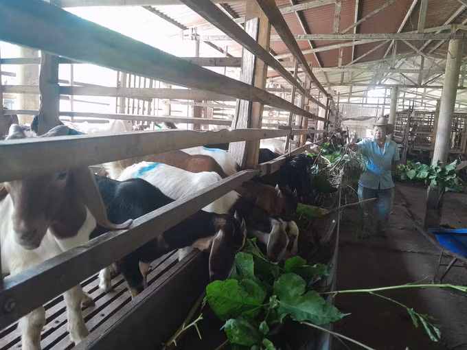 Hộ ông Nông Văn Bình nuôi dê vỗ béo trong mô hình đa canh với nuôi dê, trồng tiêu, cao su mang lại nguồn thu hàng trăm triệu đồng.