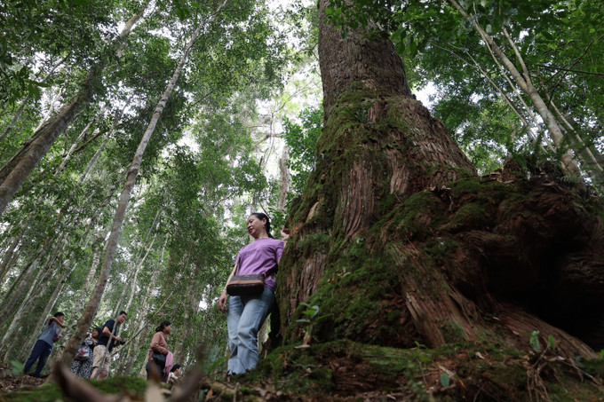 Quần thể rừng pơ mu có nhiều cây ghi nhận tuổi đời từ khoảng 300 năm đến hơn 1.000 năm tuổi. Ảnh: Khoa Chương/TTXVN