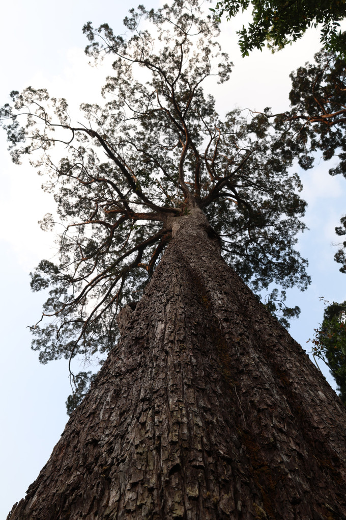 Quần thể rừng pơ mu (xã biên giới Hùng Sơn, thành phố Đà Nẵng) có nhiều cây ghi nhận tuổi đời từ khoảng 300 năm đến hơn 1.000 năm tuổi. Ảnh: Khoa Chương/TTXVN