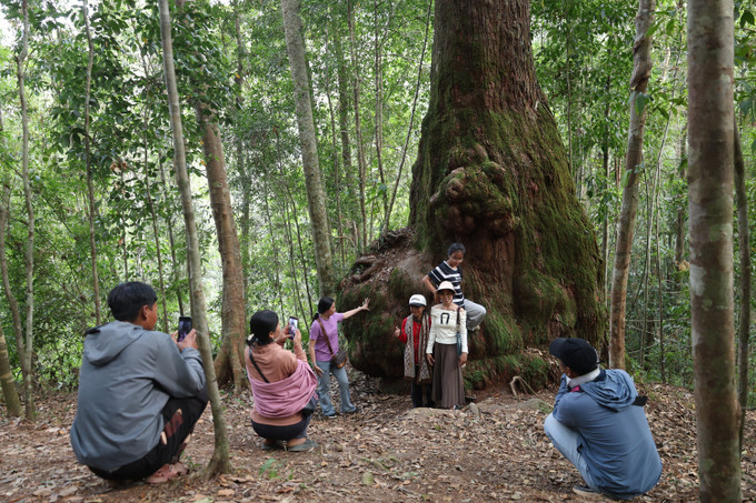 Du khách khám phá "Di sản sống" quần thể rừng pơ mu (xã biên giới Hùng Sơn, thành phố Đà Nẵng). Ảnh: Khoa Chương/TTXVN