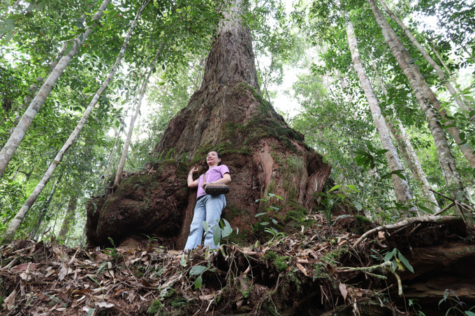Quần thể rừng pơ mu được xem là "Di sản sống" của vùng đất nơi đây. Ảnh: Khoa Chương/TTXVN