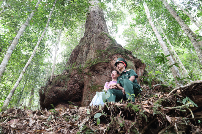 Du khách khám phá "Di sản sống" quần thể rừng pơ mu. Ảnh: Khoa Chương/TTXVN
