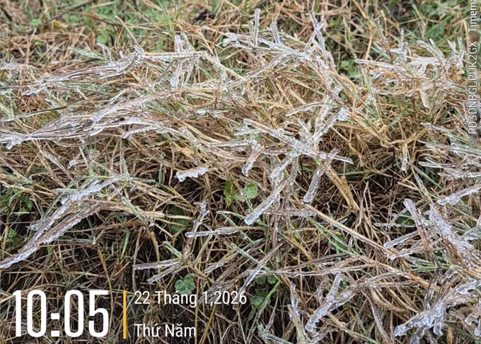 Sáng 22/1/2026, nhiệt độ tại Mẫu Sơn, tỉnh Lạng Sơn đo được ở mức 0.2 độ C và đã bắt đầu xuất hiện hiện tượng băng giá. Ảnh: TTXVN phát