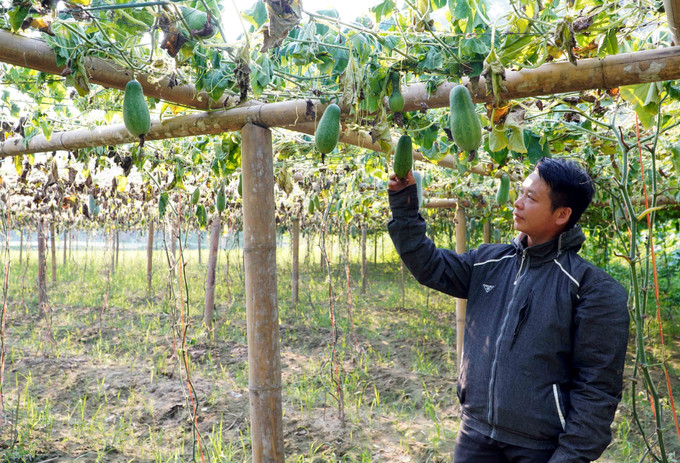 Với 2.600m2 bí xanh thơm được trồng, anh Vi Văn Toại ở thôn Pác Nghè (xã Địa Linh) xác định vụ bí này của gia đình anh gần như mất trắng. Ảnh: Nguyễn Công Hải/TTXVN bi-xanh-thom-chet-15052025-01.jpg