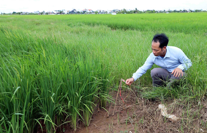Người dân sử dụng điện để bẫy chuột tại cánh đồng lúa phường Trần Lãm (Hưng Yên). Ảnh: Thế Duyệt/TTXVN bay-chuot-bang-dien-18092025.jpg