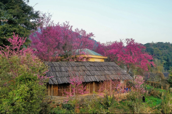 Hoa Mai anh đào nở rộ trên các bản làng người Mông, xã Mường Lống. Ảnh: TTXVN phát