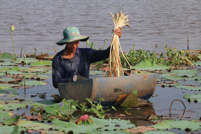 Nông dân huyện Tân Phước thu hoạch ngó sen. ngo-sen-22072025-01.jpg