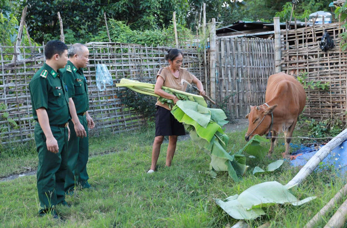 Cán bộ Đội vận động quần chúng Đồn Biên phòng Pa Tần xuống hộ dân được Đồn cấp bò giống để kiểm tra, hướng dẫn cách chăm sóc tại bản Pa Tần 3.