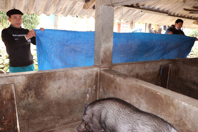 Những hộ dân người Dao ở xã vùng cao Tùng Vài (Tuyên Quang) tăng cường chống rét cho đàn lợn.