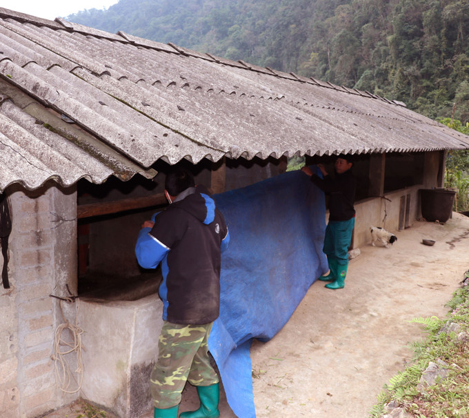 Những hộ dân người Dao ở xã vùng cao Tùng Vài (Tuyên Quang) tăng cường chống rét cho vật nuôi.