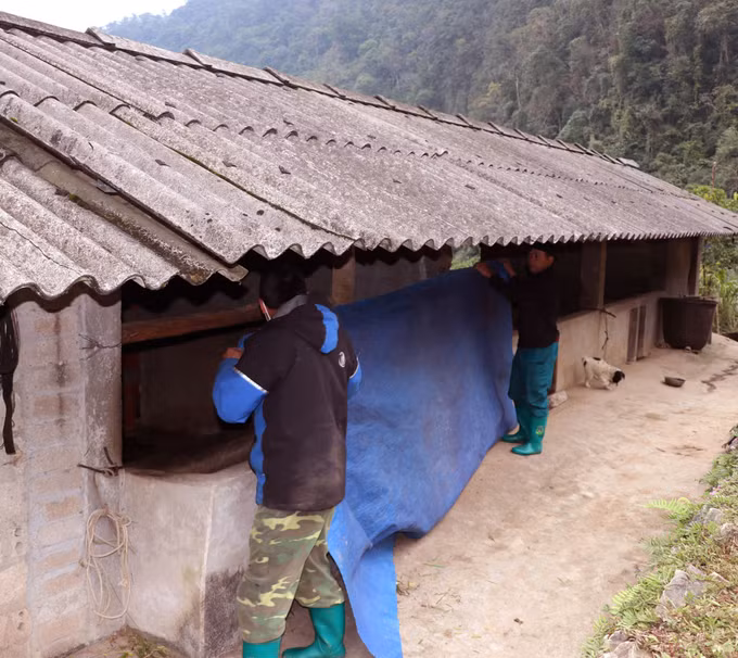 Những hộ dân người Dao ở xã vùng cao Tùng Vài (Tuyên Quang) tăng cường chống rét cho vật nuôi.