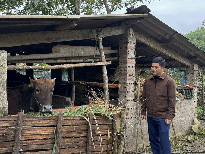Cán bộ xã Bạch Đằng kiểm tra công tác phòng chống rét cho đàn gia súc trên địa bàn.