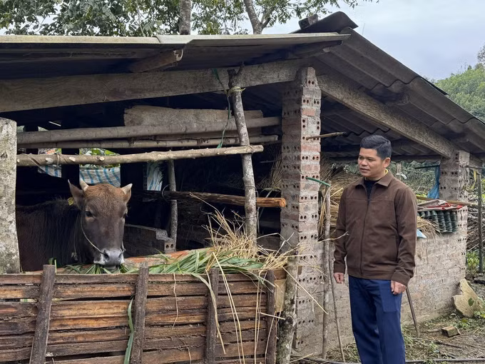 Cán bộ xã Bạch Đằng kiểm tra công tác phòng chống rét cho đàn gia súc trên địa bàn.