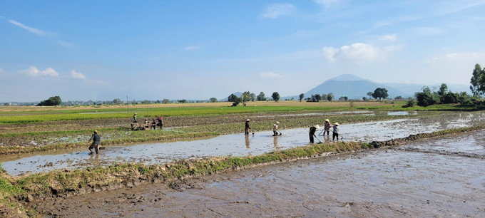 Bà con nông dân xã Ia Dreh, tỉnh Gia Lai tích cực cải tạo đồng ruộng sau thiên tai. Ảnh:
