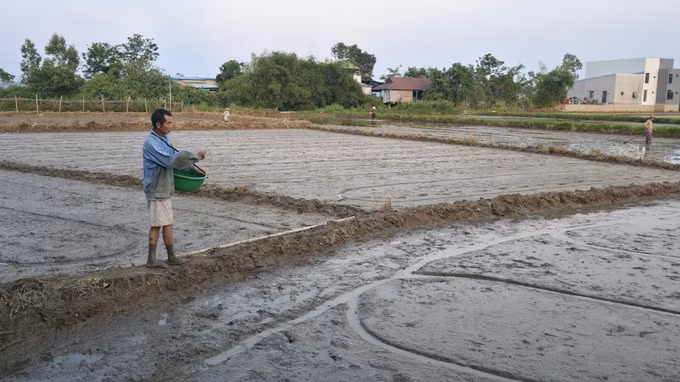 Nông dân Gia Lai xuống giống Hè Thu sớm hơn mọi năm.