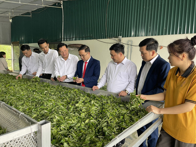 Ban tổ chức tham quan, tìm hiểu các sản phẩm chè Shan Tuyết Bằng Phúc. Ảnh: TTXVN phát