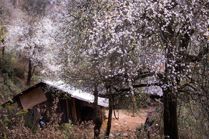 Từ xa nhìn lại, mỗi gốc sơn tra như được khoác lên một lớp áo trắng tinh khôi, trông tựa những khối bông tuyết khổng lồ.