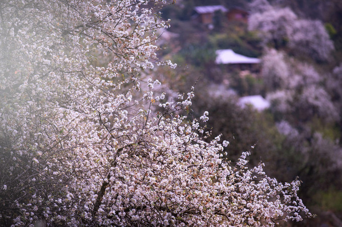 Màu trắng tinh khôi của hoa sơn tra tựa những khối bông tuyết khổng lồ nổi bật giữa nền xanh thẫm của núi rừng.
