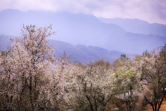 Những góc nhỏ của bản Nậm Nghiệp trở nên thanh bình khi những cây sơn tra đồng loạt bung hoa trắng.