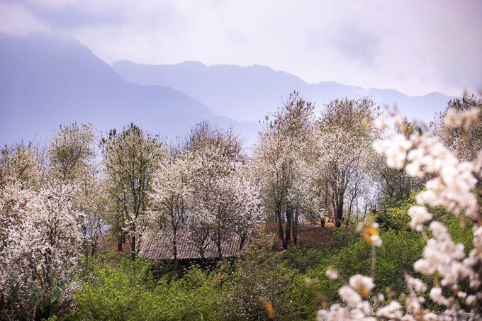 Mùa hoa sơn tra tại bản Nậm Nghiệp bắt đầu từ cuối tháng 2 và bung nở tinh khôi kéo dài đến hết tháng 3 hằng năm.